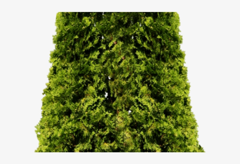 Fir Clipart Ashoka Tree, transparent png #5940871