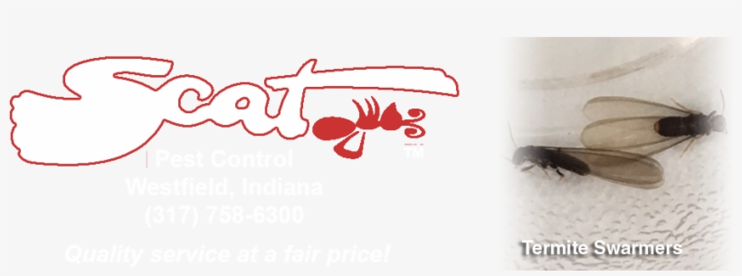 5-termite Swarmers - Termite, transparent png #5941031