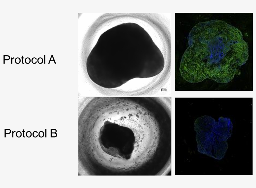Figure 1 Icrs Seq - Portable Network Graphics, transparent png #5941647