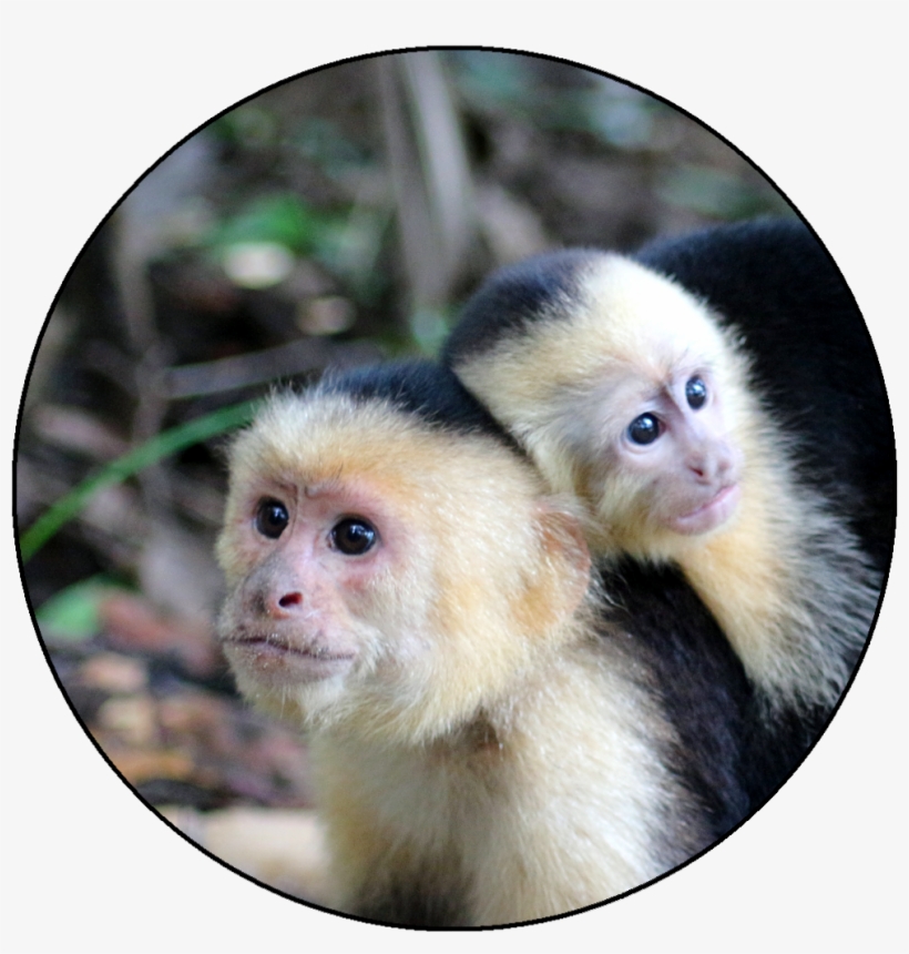 Parque Nacional Manuel Antonio, transparent png #5945142