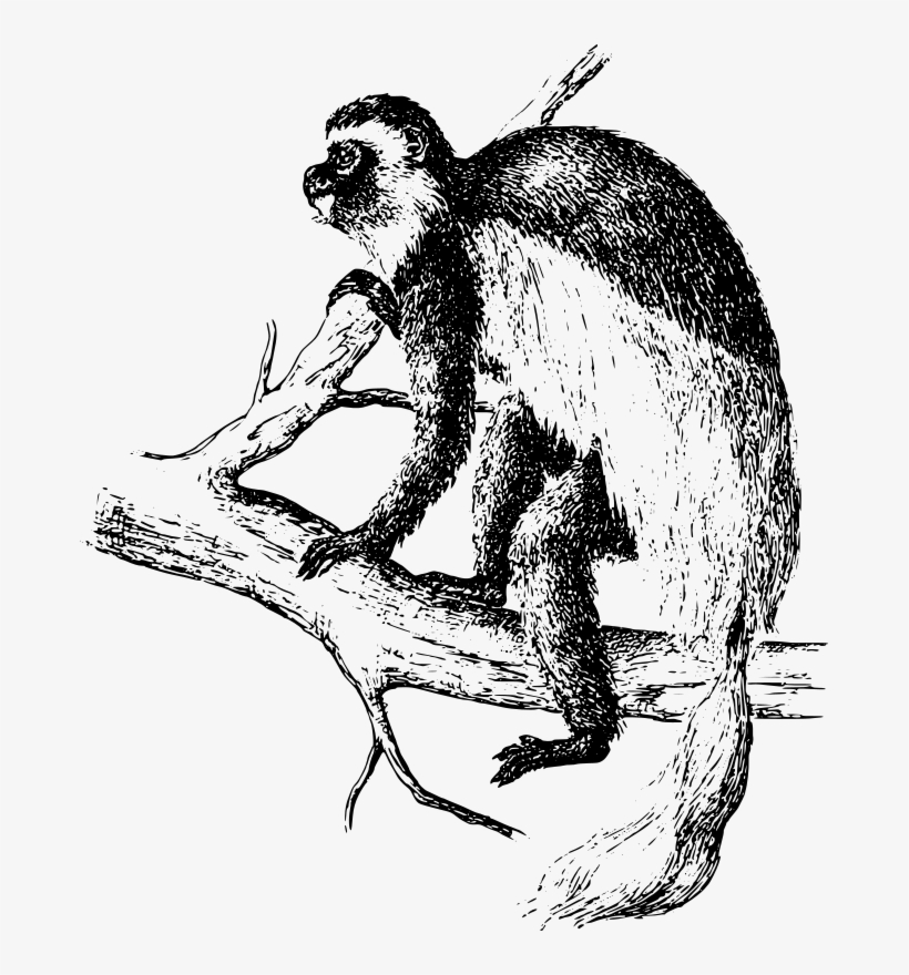 Colobus Medium Image Png - Colobus Monkey Transparent, transparent png #5945346