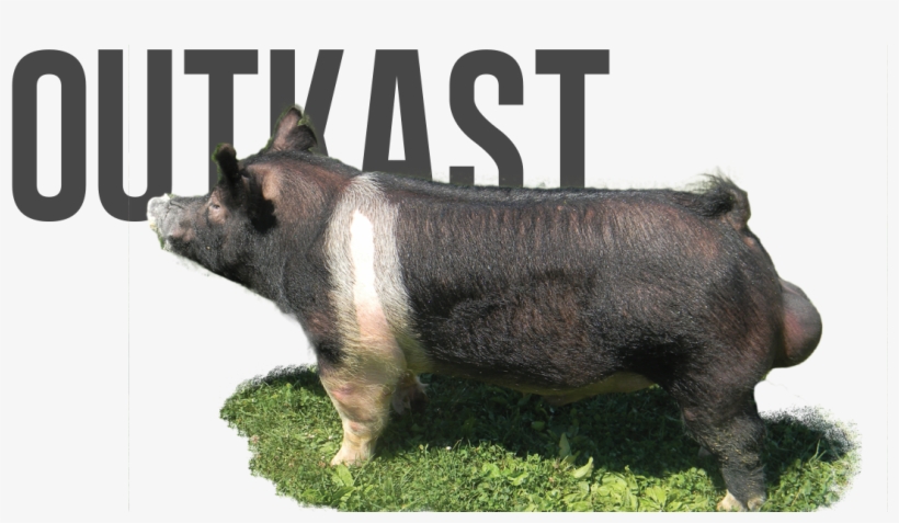 Outkast - Domestic Pig, transparent png #5945763