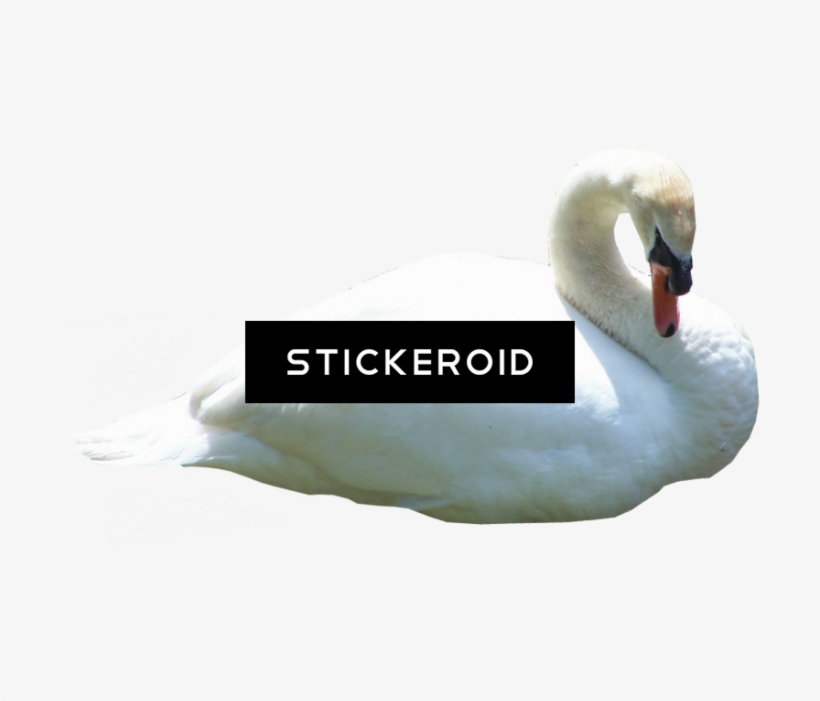 Bella Swan Twilight - Tundra Swan, transparent png #5948541