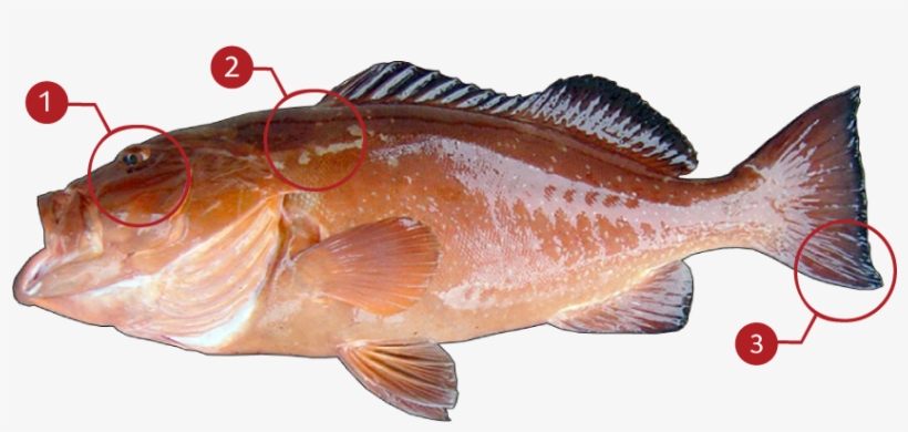 How To Identify A Red Grouper - Red Grouper, transparent png #5948825