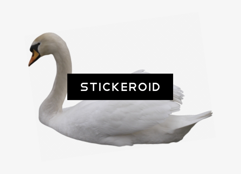 Black Swan - Tundra Swan, transparent png #5948830