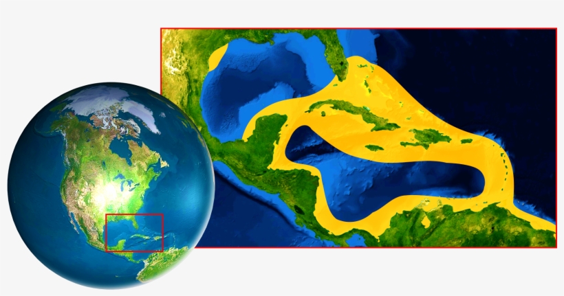 Catching And Selling Nassau Groupers Is Banned In Several - North America, transparent png #5949175