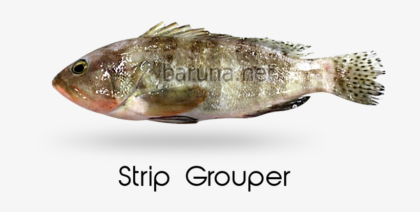 Bass, transparent png #5949231
