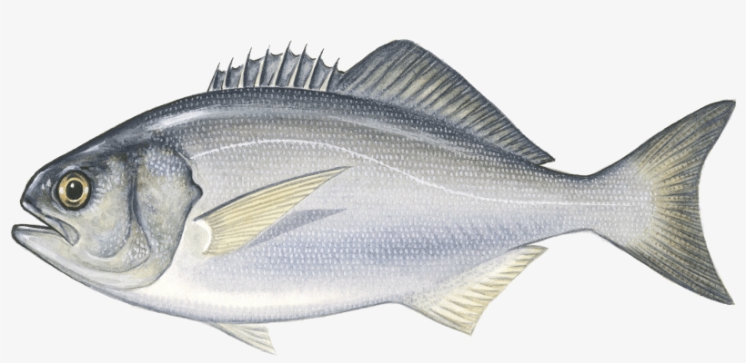 Bluenose - Grouper, transparent png #5950396