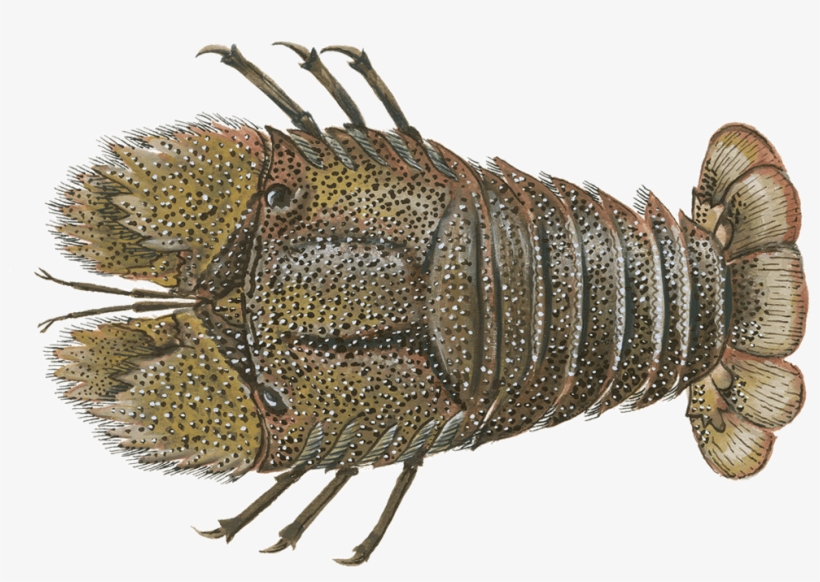 Lobster, Slipper - Pest, transparent png #5950628