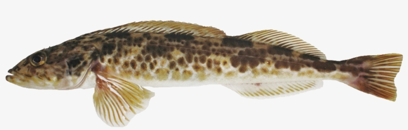 Cod, Ling - Lunge, transparent png #5950682