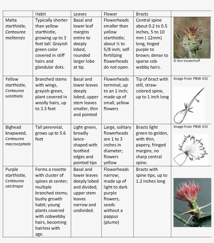 Malta Comparison-table - Malta, transparent png #5956346