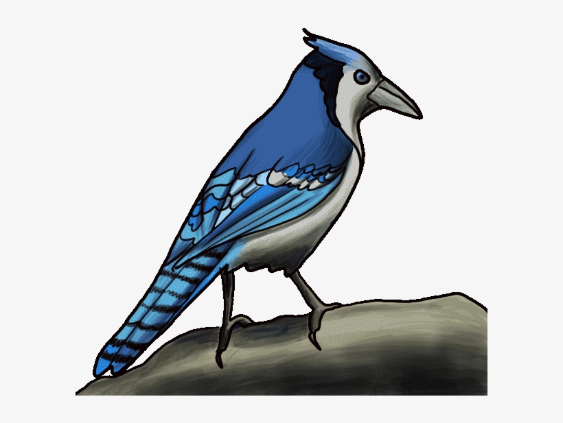 How To Draw A Blue Jay Step By Step - Blue Jay Cartoon Drawing, transparent png #5957452