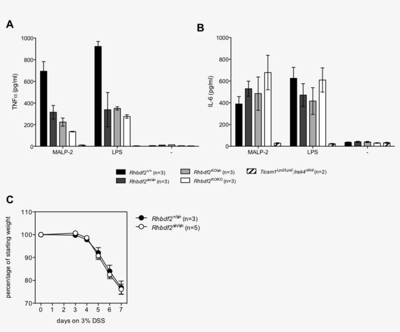 Mutant Alleles Of Rhbdf2 Are Non Complementary, And - Diagram, transparent png #5957933