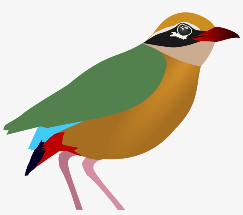 Indian Pitta - Wikimedia Commons, transparent png #5958057