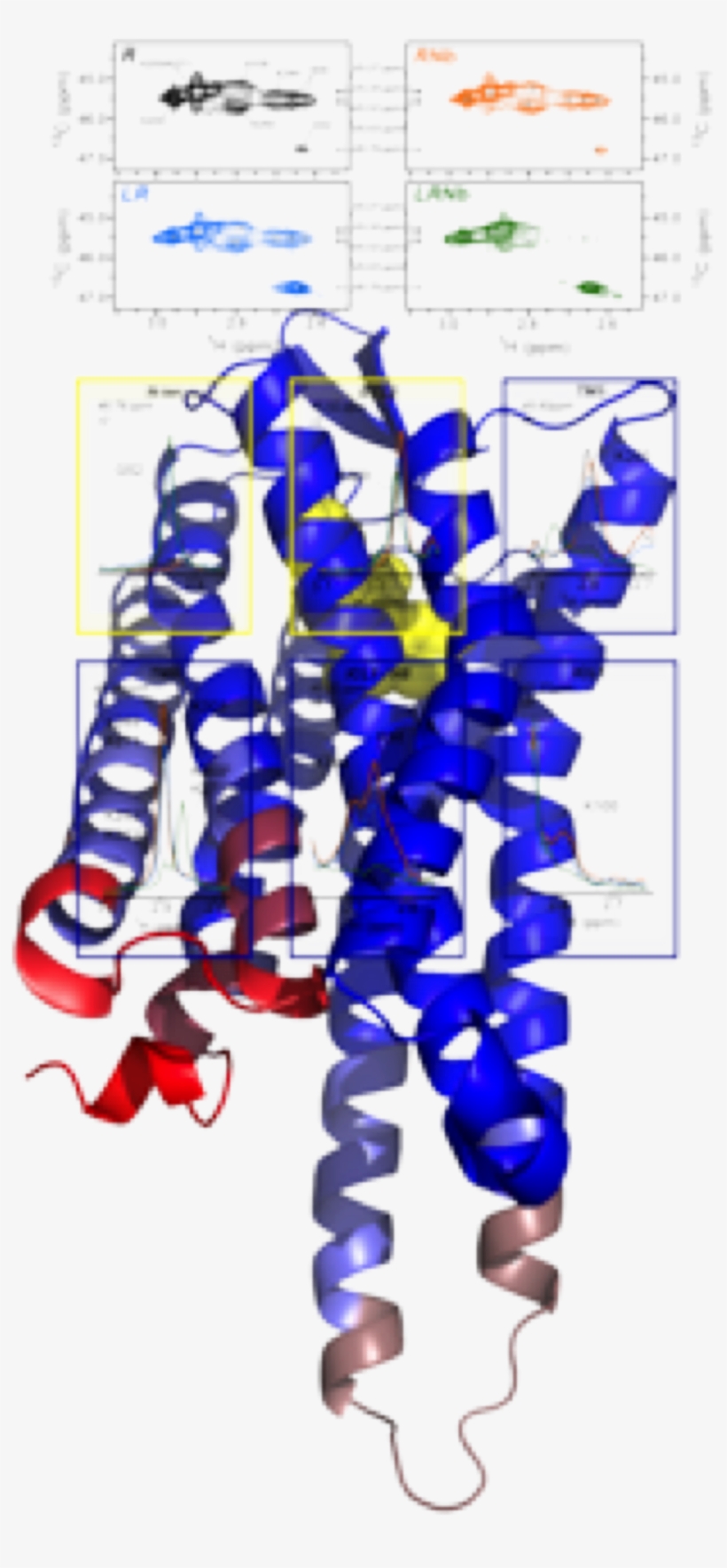 Agonist Binding Promotes Primary Structural Changes - Art, transparent png #5958115