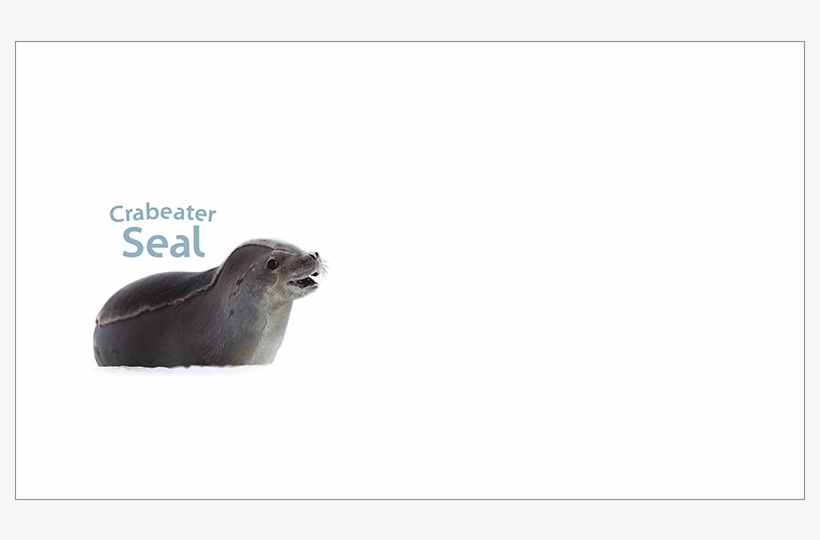 Pictorial Envelope For The Aat Crabeater Seal Stamp, transparent png #5964138