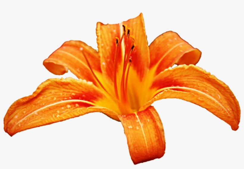 Tiger Lily Clipart, transparent png #5965032