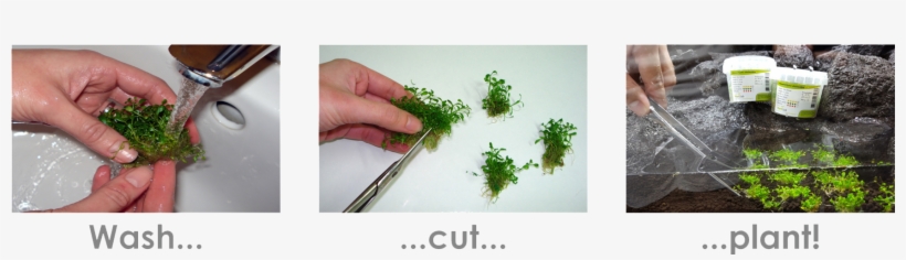 Under Intensive Light It Grows Very Well - Rotala, transparent png #5965086