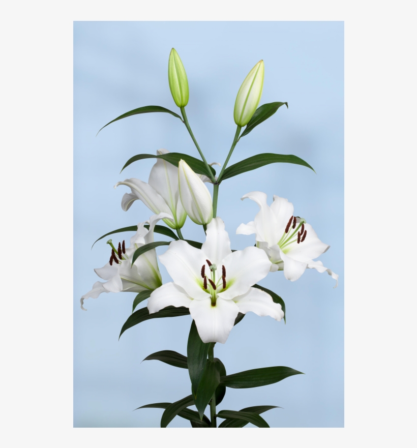 Lily, transparent png #5965289