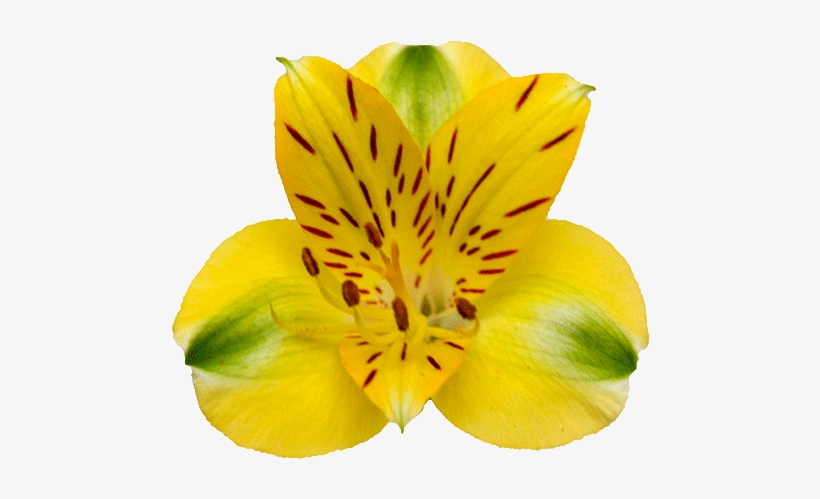 Prev - Peruvian Lily, transparent png #5965343