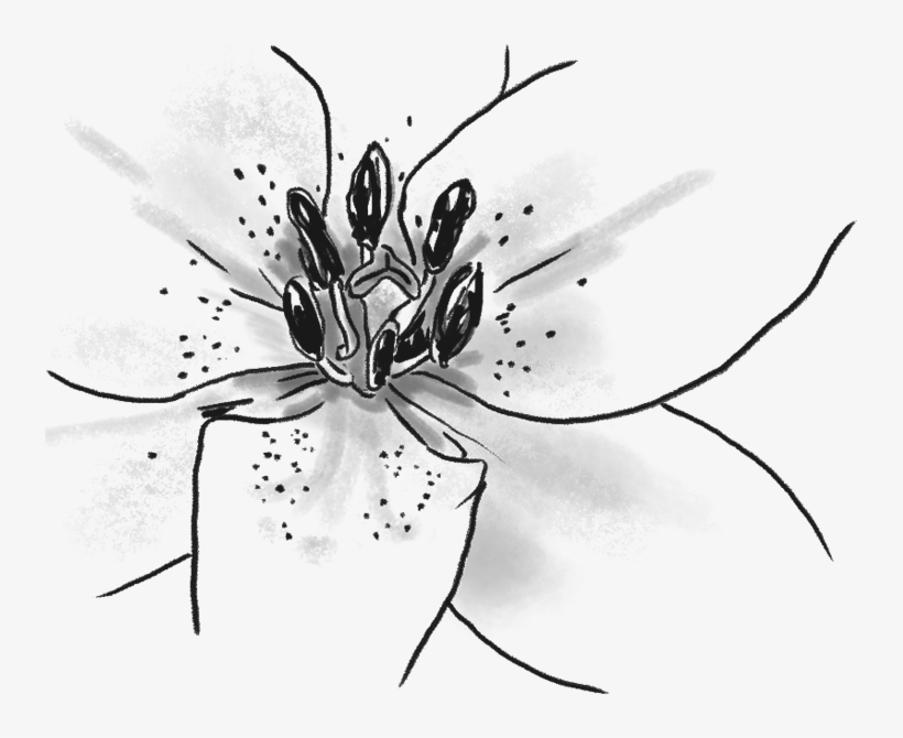 These Insects Are Vital To The Survival Of Humans On - Tiger Lily, transparent png #5965493