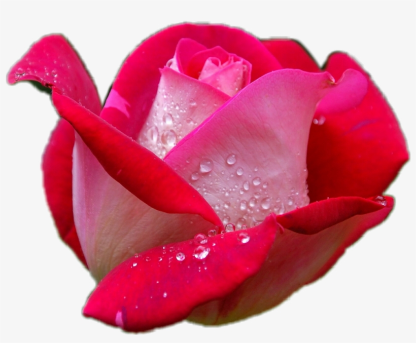 Red Rose Image Hd, transparent png #5965575