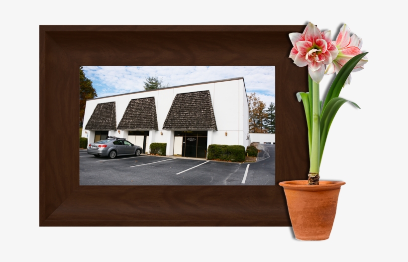 Hippeastrum, transparent png #5965677