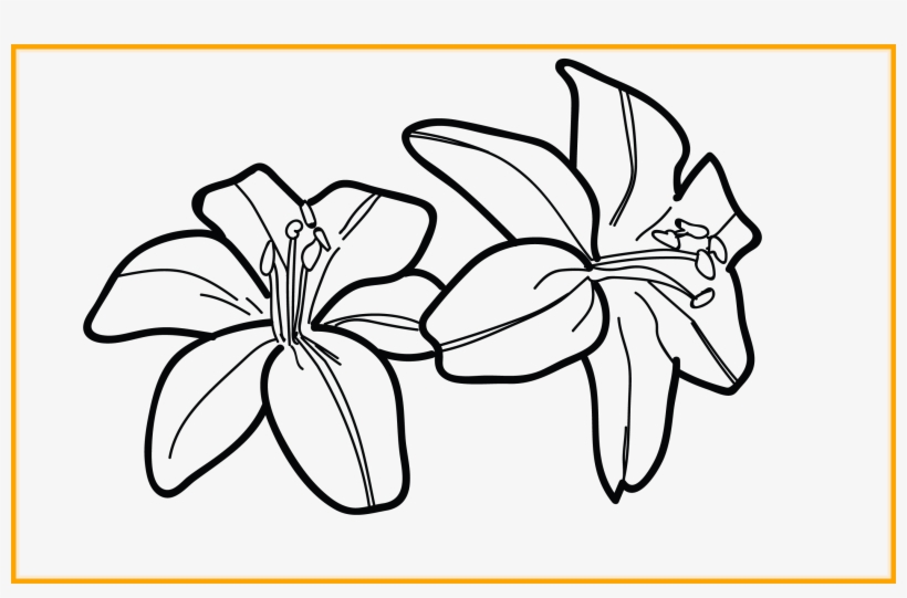 Awesome Of A Tiger - Tiger Lily Easy Outline Drawing, transparent png #5965980