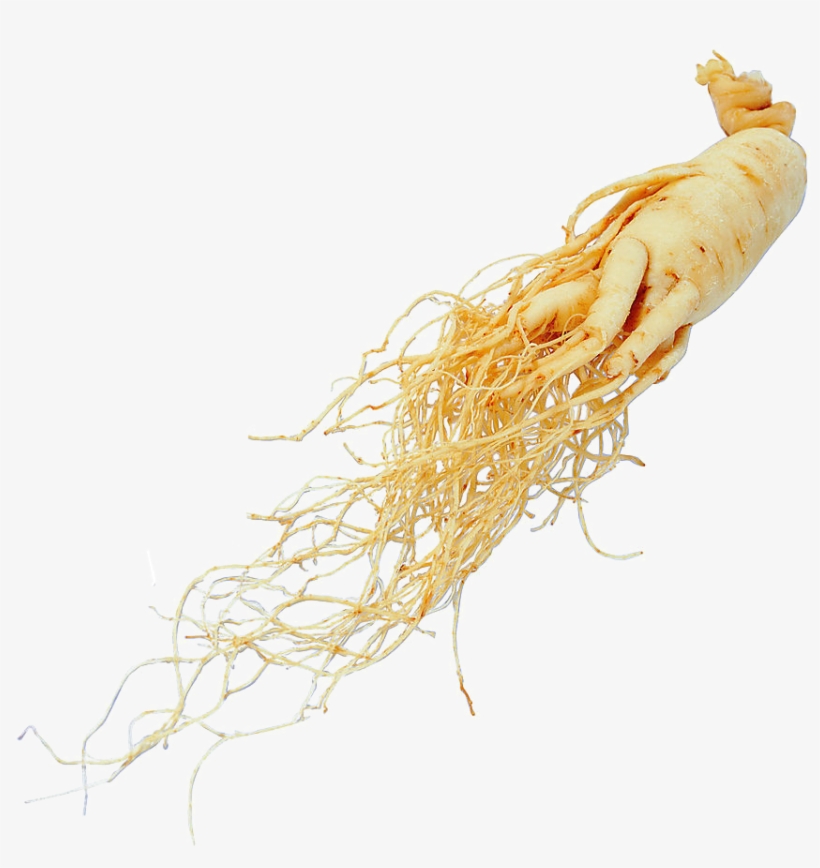 Panax Ginseng Root Extract, transparent png #5966173