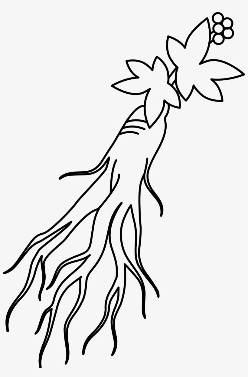 인삼 Png 무료다운로드 Ginseng Png - White, transparent png #5966334