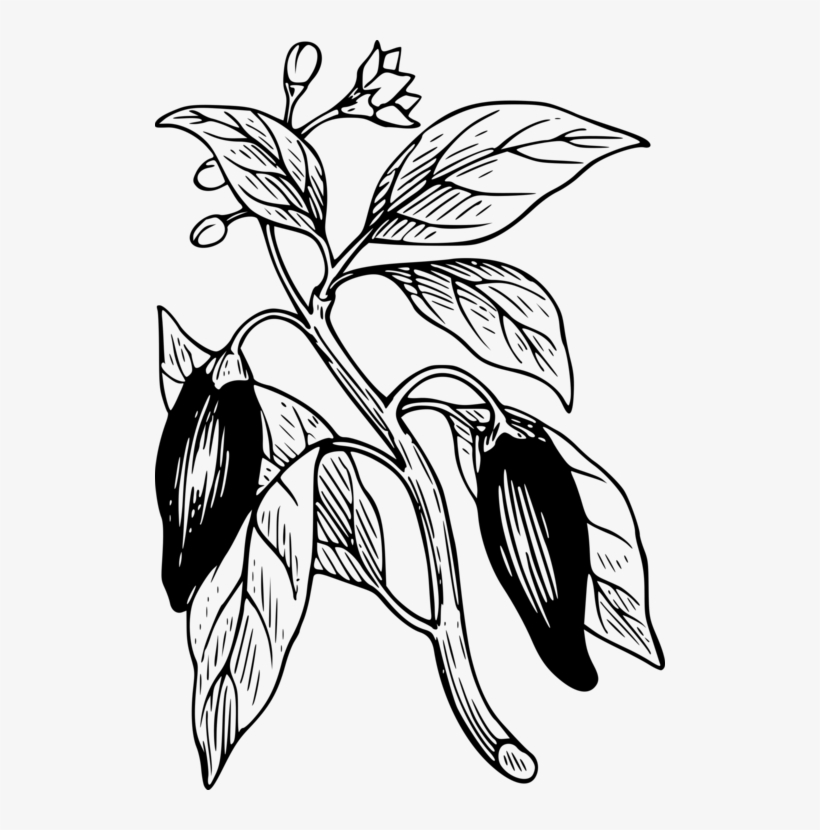 Bell Pepper Chili Pepper Chili Con Carne Plants Black - Dibujo Planta De Pimentón, transparent png #5966409