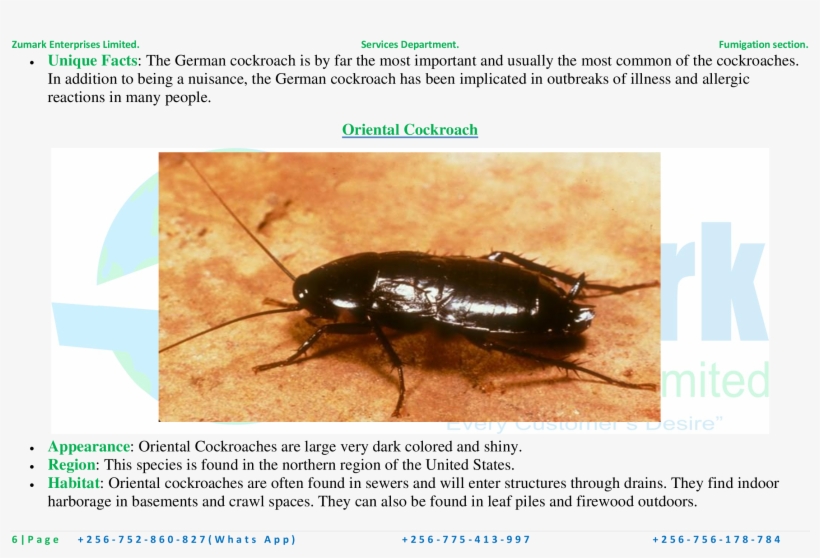 Oriental Cockroach, transparent png #5967153