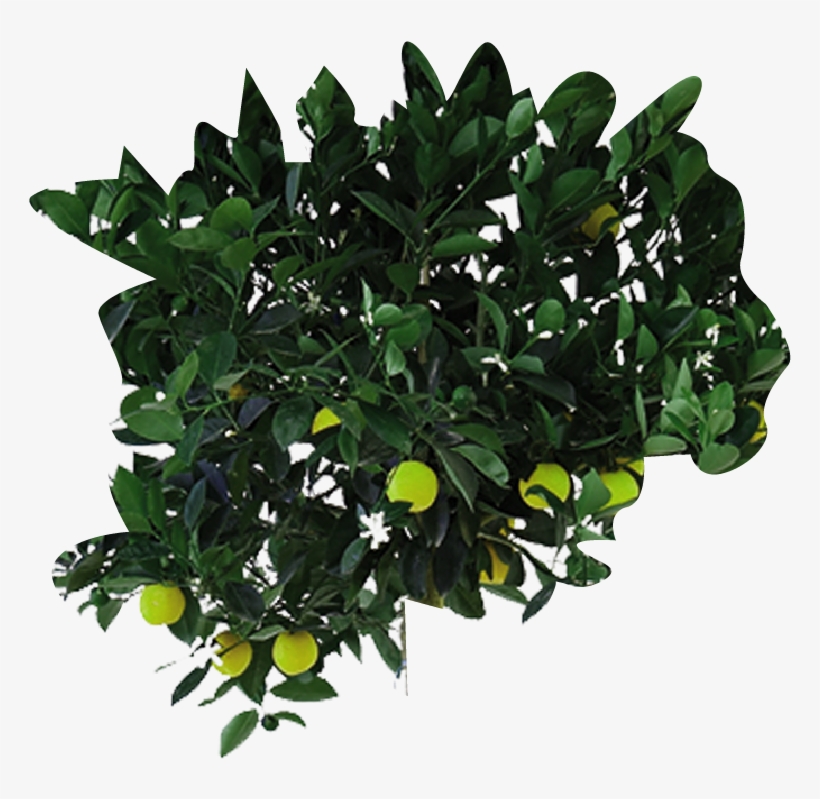 Your Browser Does Not Support The Video Tag - Houseplant, transparent png #5967515