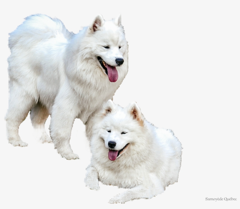 Samoyed Quebec - Dog Yawns, transparent png #5970058