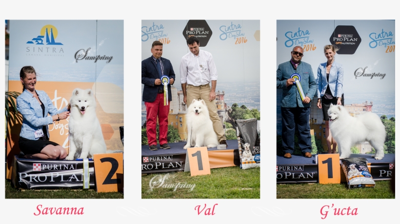 Sintra Dog Show - Camara Municipal De Sintra, transparent png #5970545