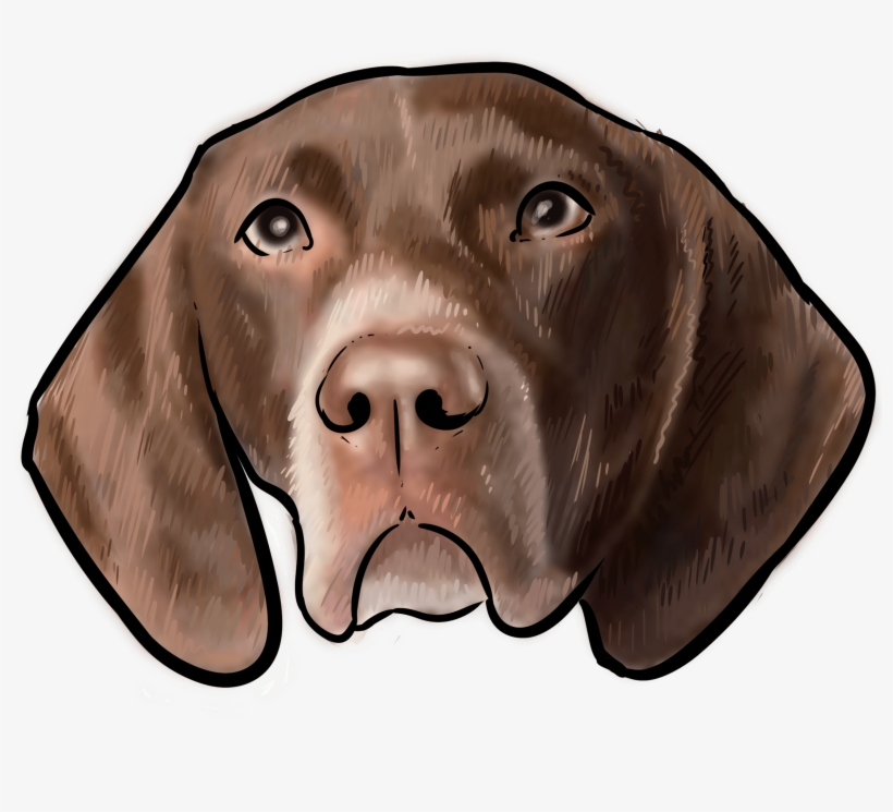 57 Why Are You A German Shorthaired Pointer - Vizsla, transparent png #5971418
