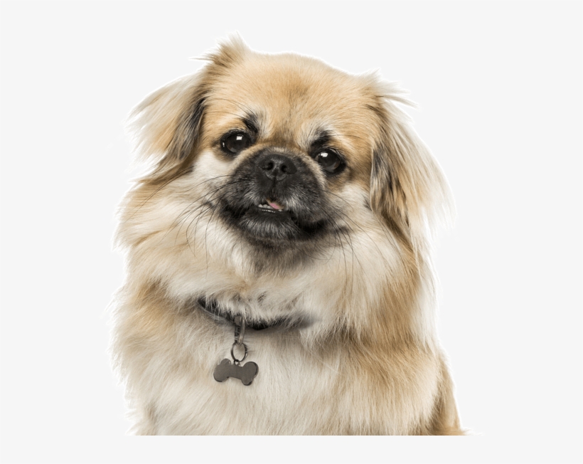 Search - Tibetan Spaniel, transparent png #5971666