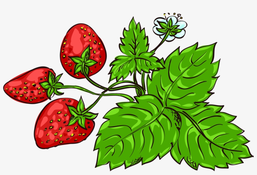 Jpg Black And White Download Strawberry Fragaria Viridis - Vẽ Lá Cây, transparent png #5974232