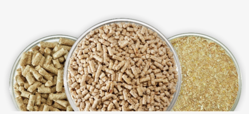 Broiler, Layer & Fish Feed - Cattle And Poultry Feeds, transparent png #5976326