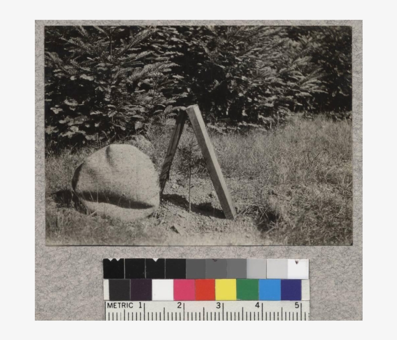 Nutmeg Planted In Field Last Spring - Photograph, transparent png #5977166