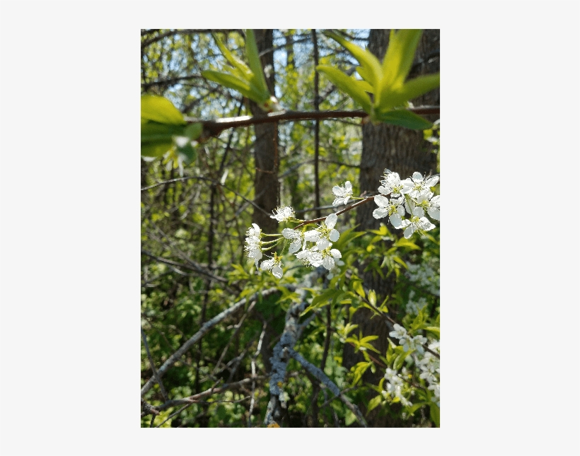 Paragraph Image 06 00@2x - Evergreen Rose, transparent png #5977845