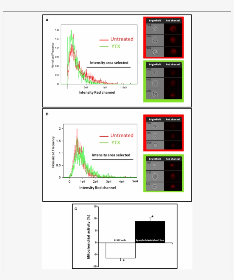 Effect Of Ytx On Total Mitochondrial Mass Of K-562 - Cell, transparent png #5979576