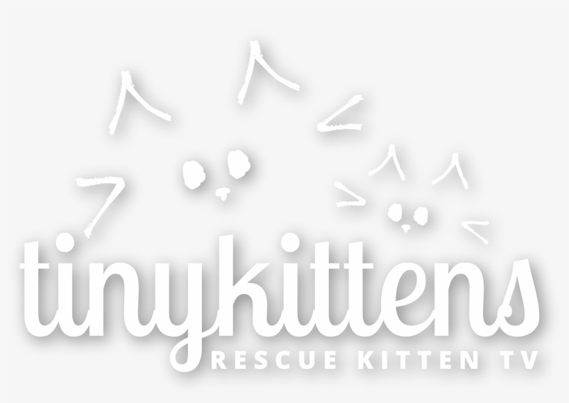 Logo White Rktv - Educating Globally, transparent png #5980199