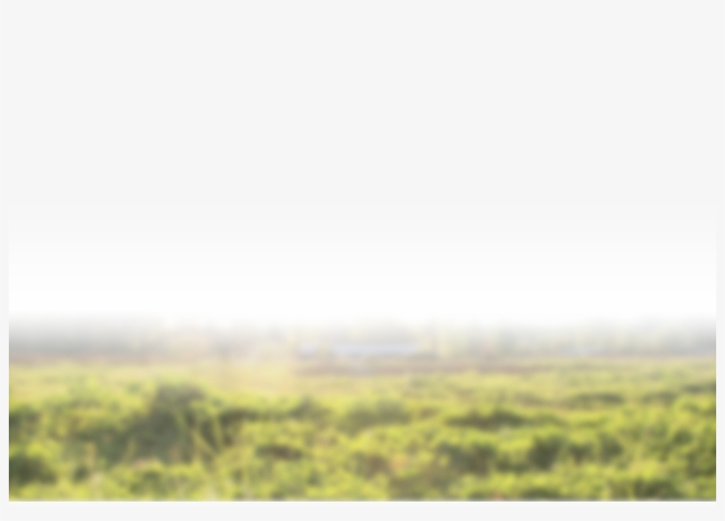 Grass, transparent png #5986571