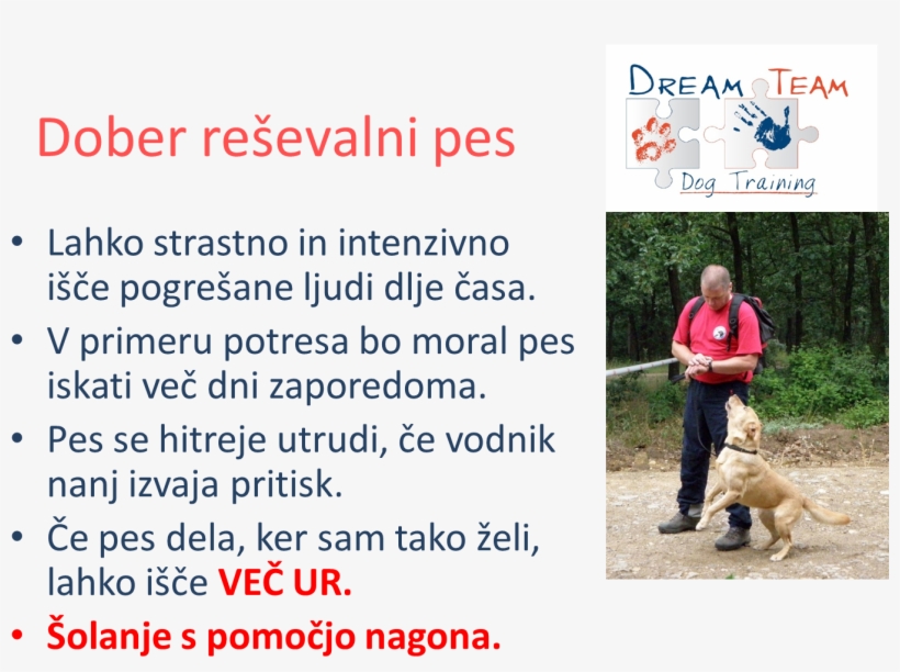 Dreamteam - Dog Catches Something, transparent png #5987169