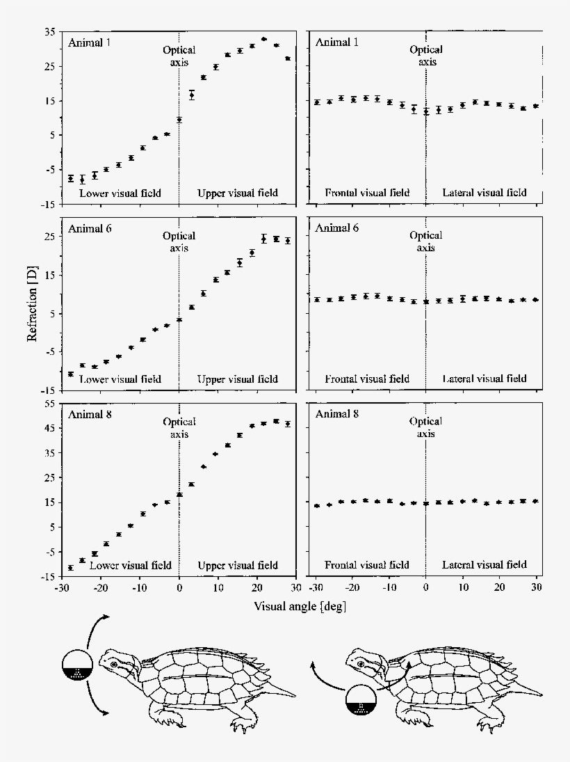 Refraction Of The Eye Was Determined At The Optical - Diagram, transparent png #5988152