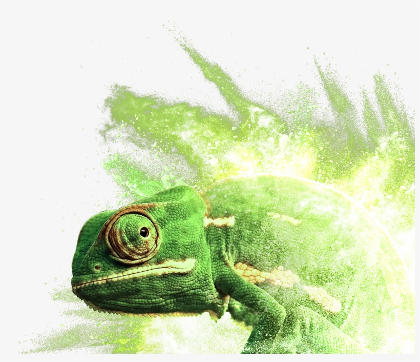 Common Chameleon, transparent png #5988698