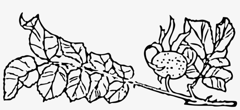 Rose Hip,rose Haw,rose Hep,rose Leaves,rosebush,rose - Clip Art, transparent png #5989172