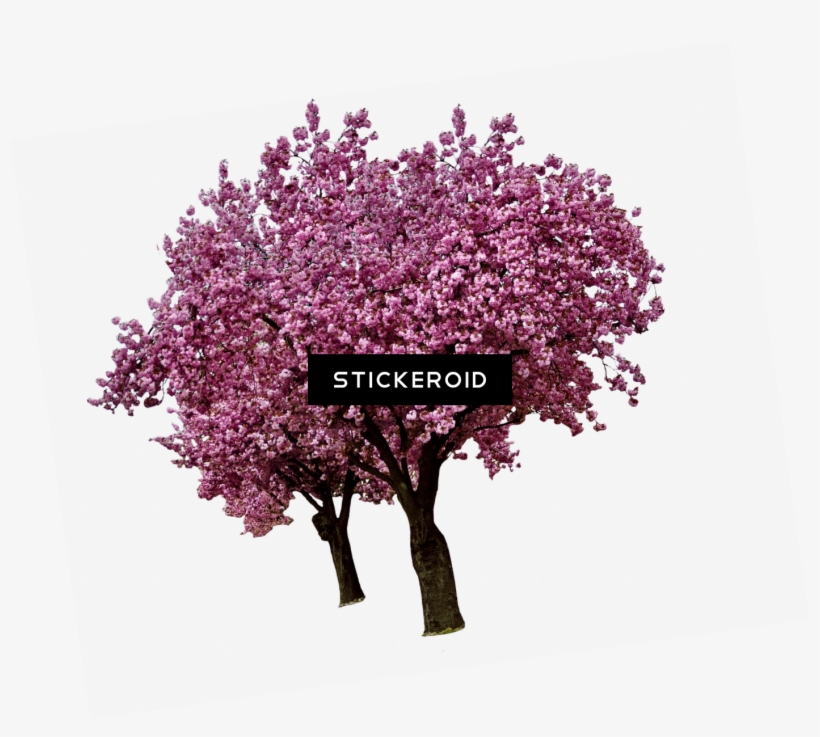 Spring Cherry Blossoms - Tube Arbre En Fleurs, transparent png #5990018