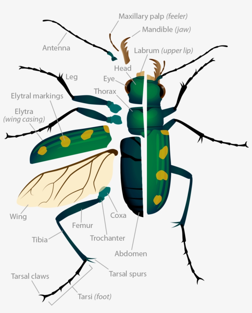 Tiger Beetle Anatomy Pop Up Image - Beetle Parts, transparent png #5990128
